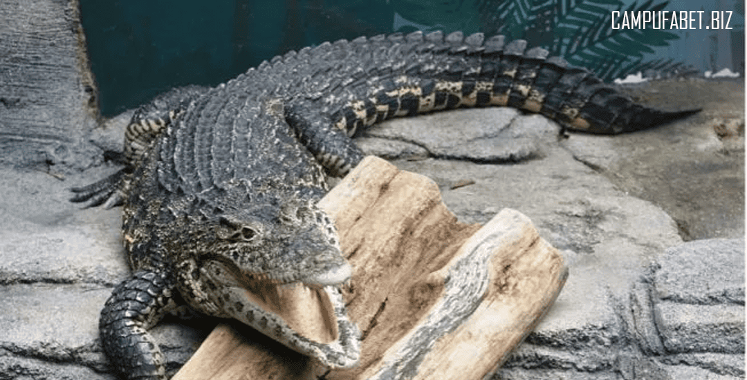 Viral Buaya Berkeliaran di Ladang Jagung Bangkalan